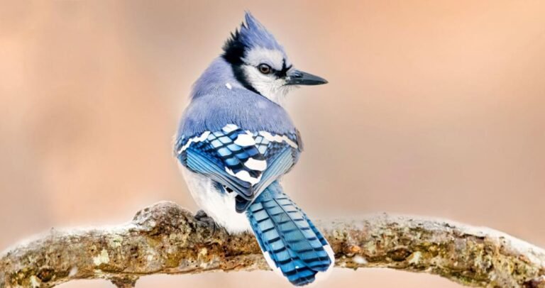 Blue Jay Characteristics