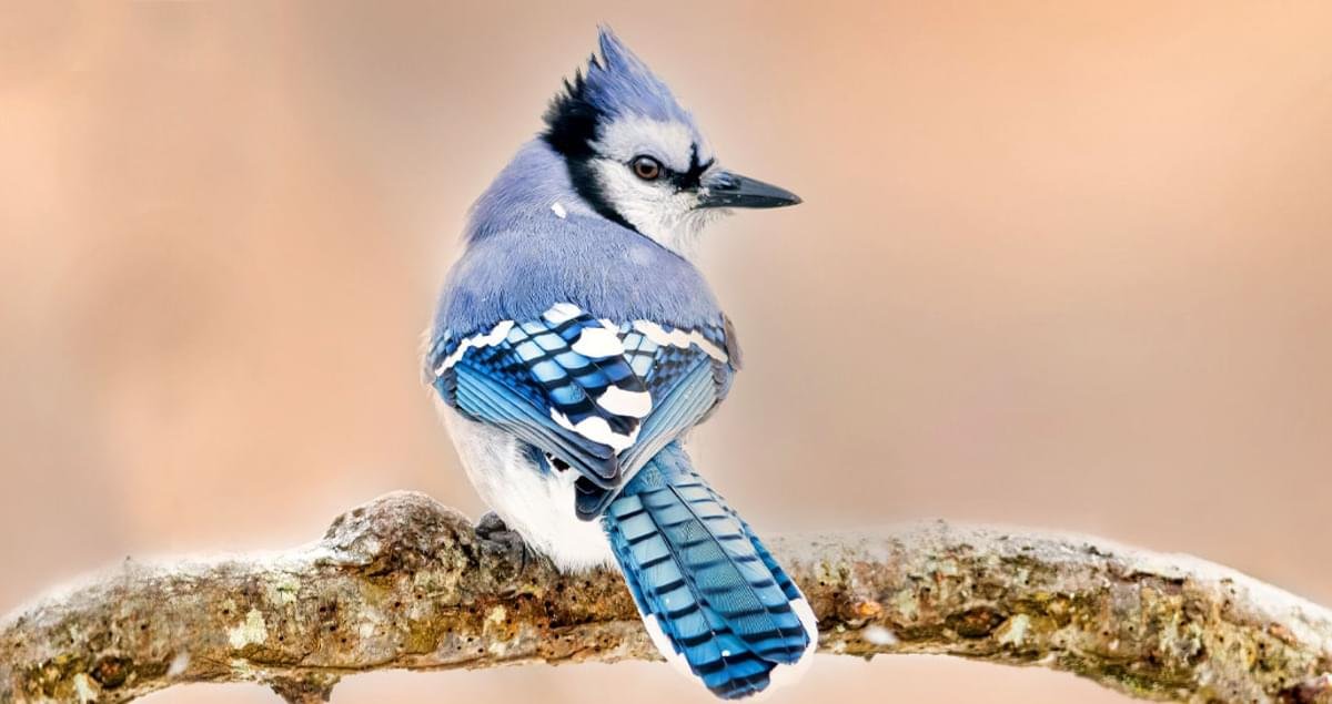 Blue Jay Characteristics