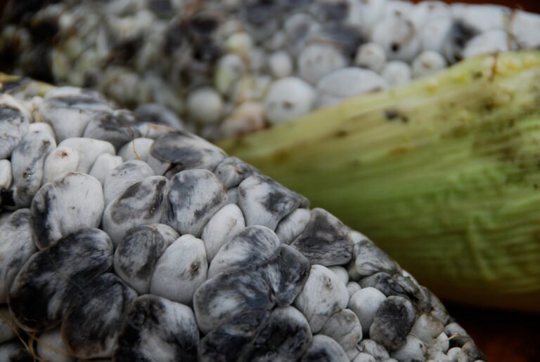 Unveiling the Intriguing World of Huitlacoche